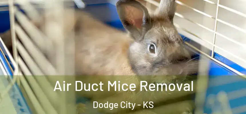  Air Duct Mice Removal Dodge City - KS